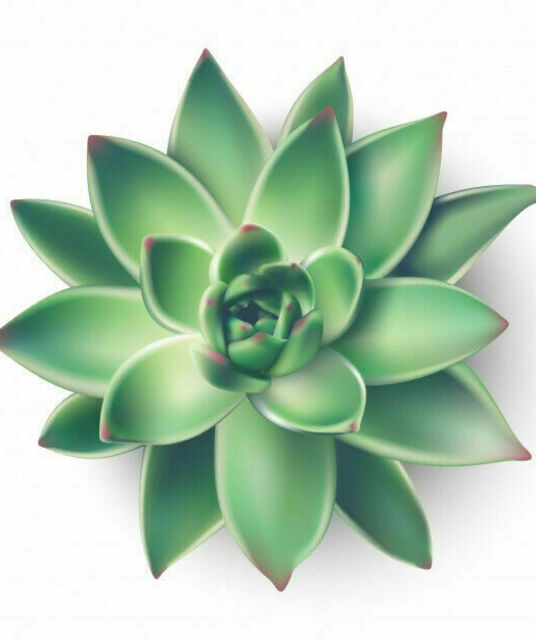 avatar Succulents